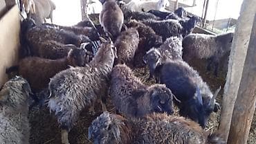 породистые козы: Продаю | Козлёнок — 4