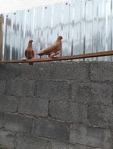 купить александрийского попугая: На продажу жёлтые — 1