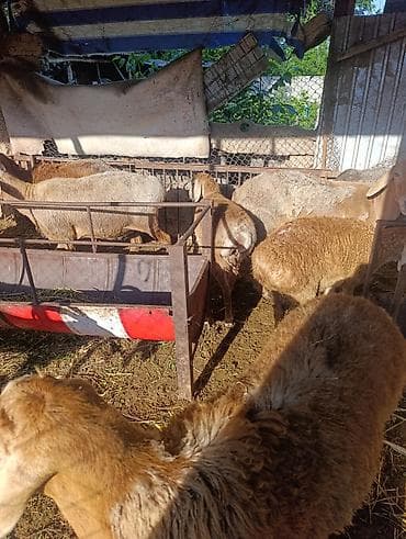 альпийская коза цена: Продаю | Овца (самка) | Полукровка | Для разведения | Матка — 5