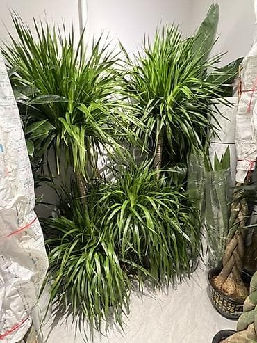 древа: Комнатные декоративные растения в кашпо Ассортимент: - Замиокулькас — 8