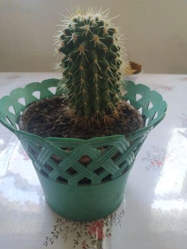 облепиха саженцы: Кактус 🌵 — 2