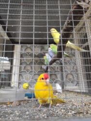 перощипальная машина: Продается птенцы новозеландские ( какарики ) 2025 года из домашнего — 9