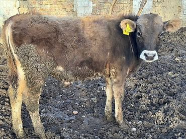 мал сату: Сатам | Бука (эркек) | Бордоп семиртүү үчүн — 4