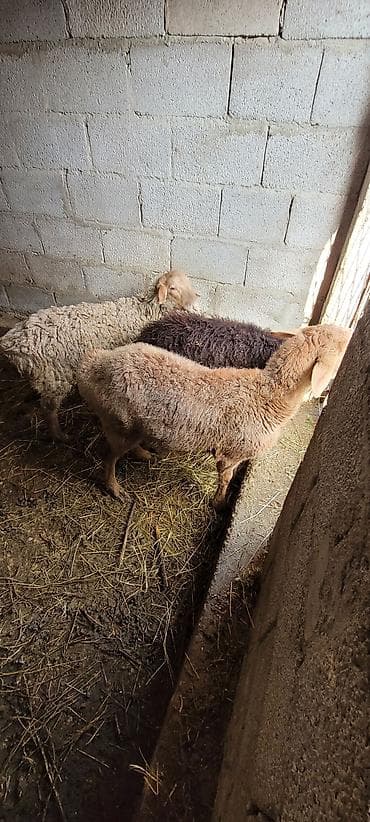 стрижка для овец: Продаю | Ягненок | Для разведения — 5