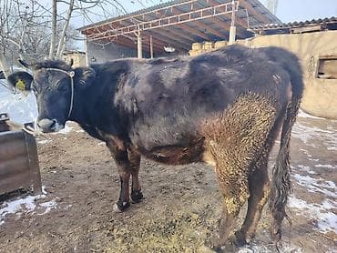 Иттер: Сатам | Уй (ургаачы) | Сүт алуу үчүн | Байланган — 2