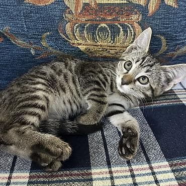 саванна кот: Котёнок тигрового окраса - Порода/тип: домашний короткошёрстный — 3