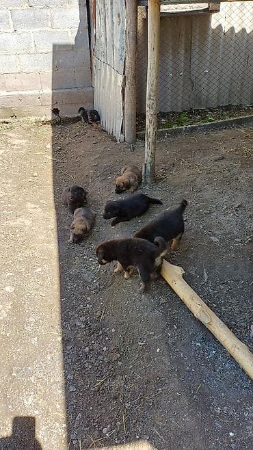 бенгальская кошка цена бишкек: Мальчики и девочки — 4