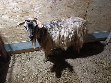 цыплята фазана: Продаю | Коза (самка) — 3