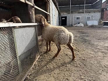 Другие животные: Продаю | Баран (самец) | Гиссарская, Эдильбаевская, Арашан | Для разведения — 3