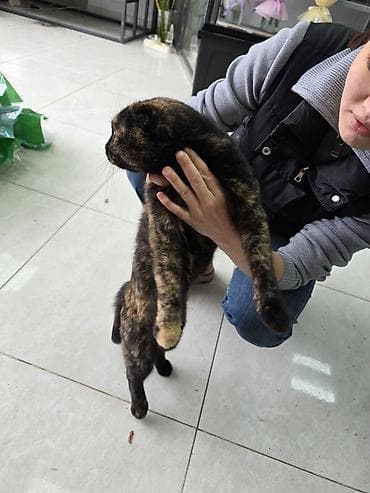 черепаш: Скотиш Фолд (Шотландская вислоухая), 9 месяцев, Девочка, Черепаховый, Приучена к лотку — 8