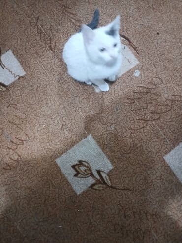 московская сторожевая собака: Котёнок с необычным окрасом: белая шерсть с серым «пятнышком» на — 3