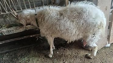 Продаю | Коза (самка) | Для молока