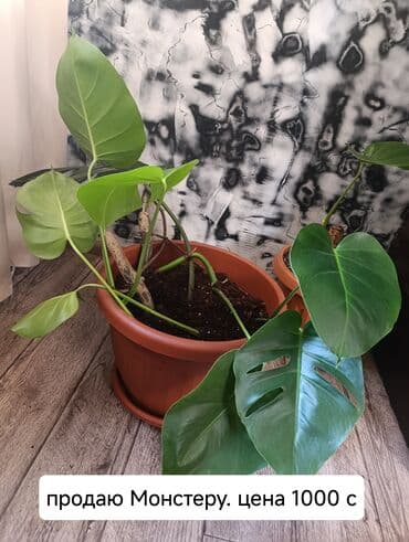 продам аквариум: Монстера в горшке - Крупное комнатное растение с характерными — 2