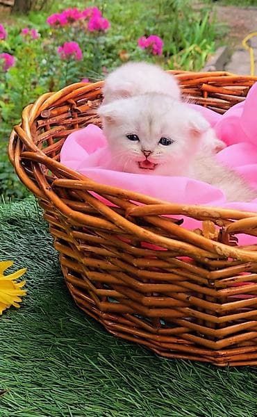 Шотландские котята от красивой пары. Предлагаем для бронирования — 8