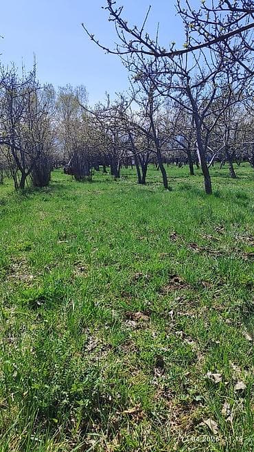 кызыл таш: 25 соток, Айыл чарба үчүн, Кызыл китеп — 5