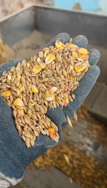 продажа щенков немецкой овчарки с документами в бишкеке: Продаю дробленка 3в1 в мешках с погрузкой Ячмень кукуруза пшеница — 1