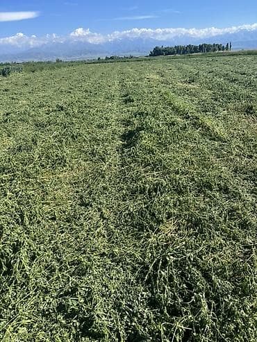 продаётся овес: Люцерна (кормовая трава) — скошенная и высушенная для заготовки — 4