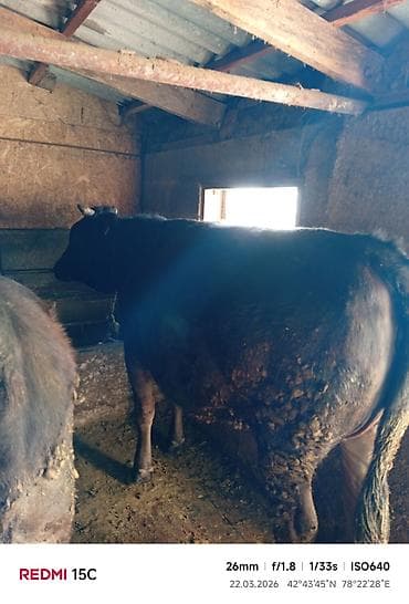 продаю тюки клевера: Продаю | Тёлка | На откорм | Привязанные — 2