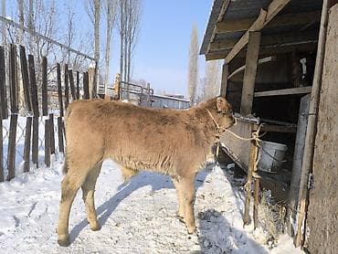 малга на скот: Продаю | Бык (самец) | На откорм | Привязанные — 2