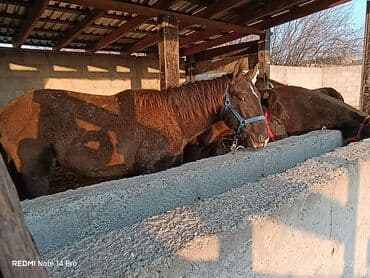 сколько стоит сиамская кошка в сомах: Продаю | Жеребенок | Для разведения | Племенные — 9
