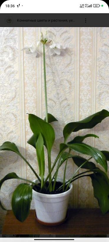 цветок молочай: Эухарис (амазонская лилия) в горшке. - Взрослое луковичное растение с — 1