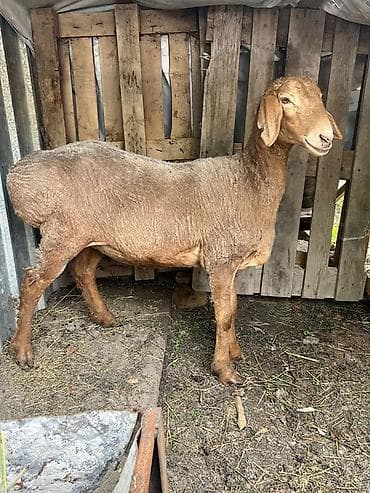 Продаю | Овца (самка) | Для разведения | Племенные — 2