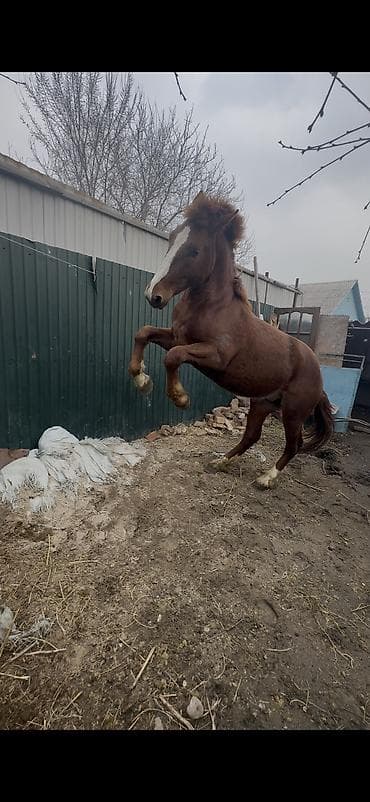 Продаю | Конь (самец), Жеребец, Жеребенок | Першерон, Дончак | На забой, Для разведения, Для молока