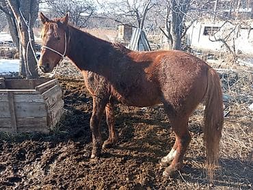 продажа кормов для сельскохозяйственных животных: Продаю | Конь (самец) | Кара Жорго | Рабочий — 1