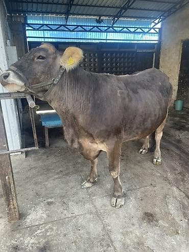 улар сатылат: Сатам | Уй (ургаачы) | Швиц | Сүт алуу үчүн | Байланган — 1