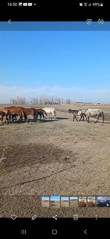 бээ кобыла тай: Продаю | Кобыла (самка) | Для разведения | Племенные — 4