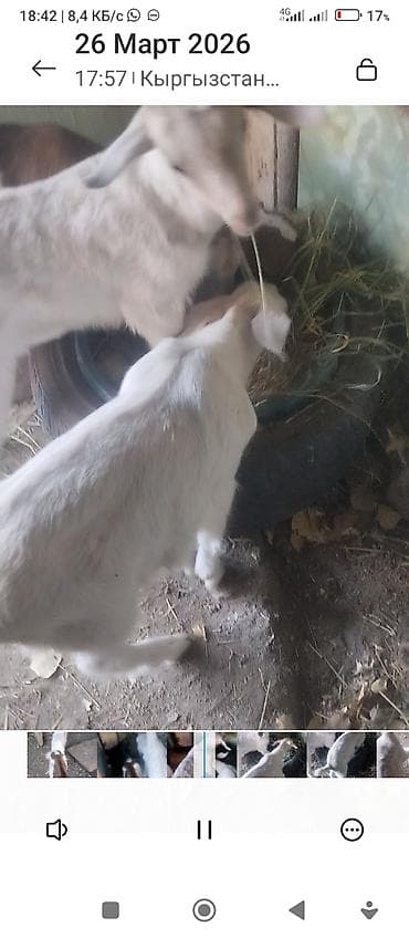 трутневое молочко: Продаю | Козлёнок | Полукровка | Для разведения — 6