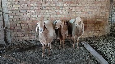 Айыл-чарба жаныбарлары: Сатам | Кочкор (эркек) — 1