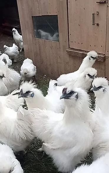 Грызуны: Продаю Китайских шелковых кур молодые 8-10 месяцев, спокойные — 2