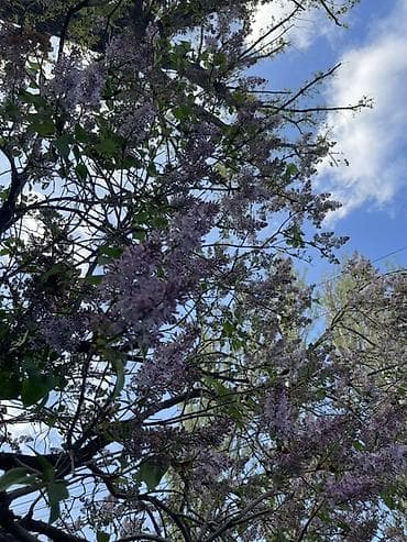 корзины для цветов: Букет сирени, нежно‑лиловые соцветия - Состав: свежесрезанные ветки — 5