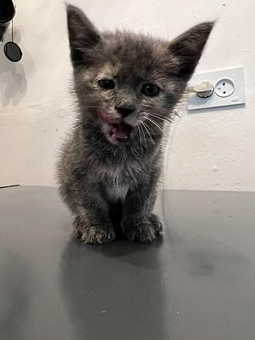 кошка серый: Беспородная, 1 месяц, Мальчик, Серый, Приучена к лотку — 2