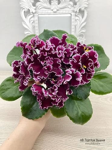 глоксинья: В продаже детки(80-130с) около 200сортов, стартеры, взрослые — 9