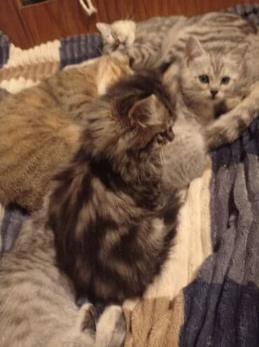 домик для кота: Котята домашние, несколько окрасов: - серебристые и мраморные — 8