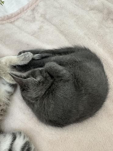 кошка шотландская цена: Отдам бесплатно, только в добрые руки. Котенок - мальчик, полукровка — 2