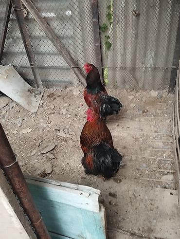 продаю мёд: Продаю петухов — 1