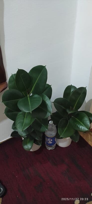 многоярусная подставка для цветов: 1) Шеффлера (Schefflera arboricola) - Пышные зонтичные розетки из 7–9 — 4