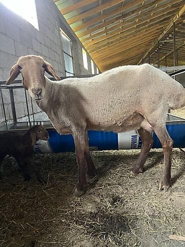 купить британскую кошку: Продаю | Овца (самка) | Для разведения | Матка — 3