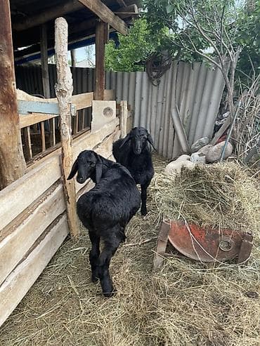 улака ат: Продаю | Овца (самка), Ягненок | Арашан | Для разведения | Племенные, Осеменитель, Ярка — 5