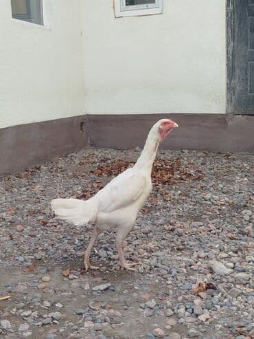 зоомагазин бишкек с животными: Дакан мекиштер сатылат активный алмашу жолдору бар адрес Бишкек Заря — 3