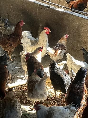 жерси тоок: Домашние куры и петухи — 1