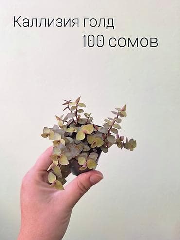 лещь: 🌿 Комнатные растения/цветы (укоренённые черенки/молодые — 4