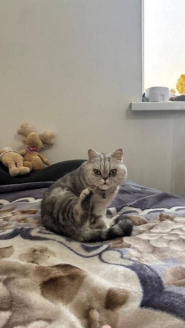 Башка жаныбарлар: Мышык бекер берилет: Британ кыска жүндүү, 2 жаш, Ургаачы, Бычылган, Лотокко барууга үйрөтүлгөн — 3