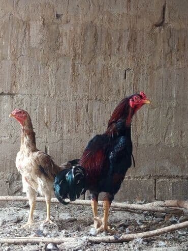 купить домик для кошки недорого: Сатам | Тооктор, Короздор | Тебиштирүүчү, Дакан | Көбөйтүү үчүн, Тебиштирүү үчүн — 1