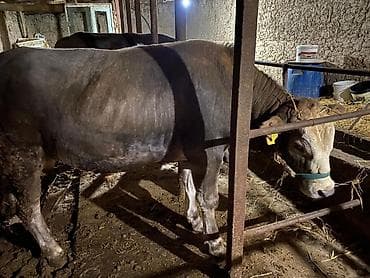 бир: Сатам | Бука (эркек) | Аргын | Бордоп семиртүү үчүн | Байланган — 4