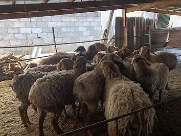 Кошки: Продаю | Овца (самка) | Для разведения — 7