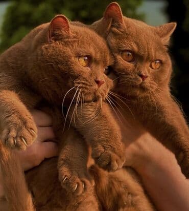 британский вислоухий кот: Котята Редкие Корица ДОРОГО!!! Не продается в любимцы Только в — 1